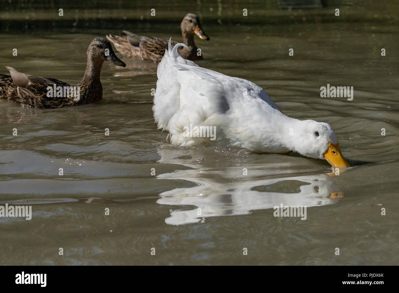 Grand canard de Pékin à la recherche de nourriture dans les eaux peu profondes que deux femmes sur le canard colvert Banque D'Images