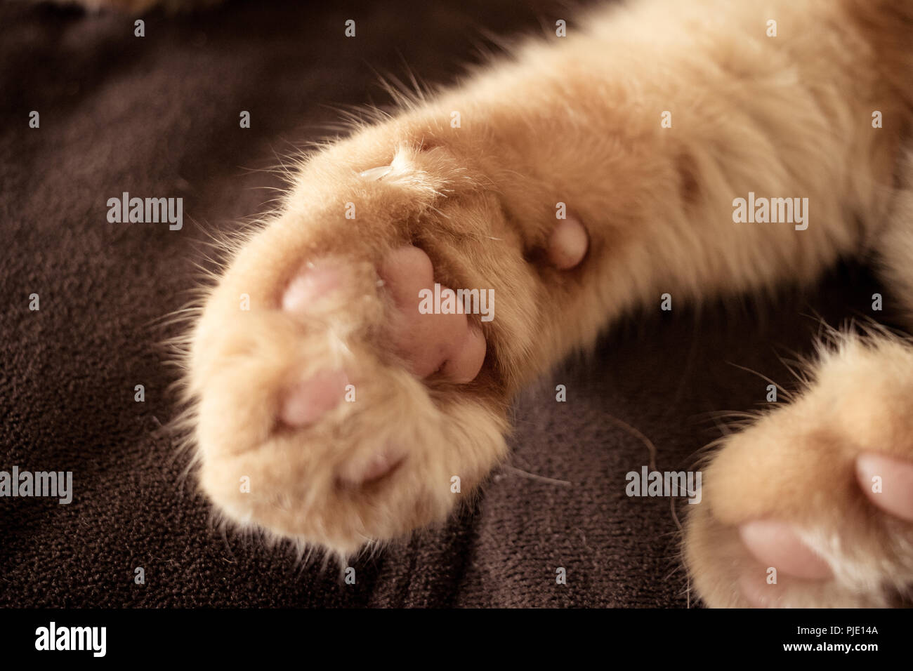 Fury Paw Banque D'Images