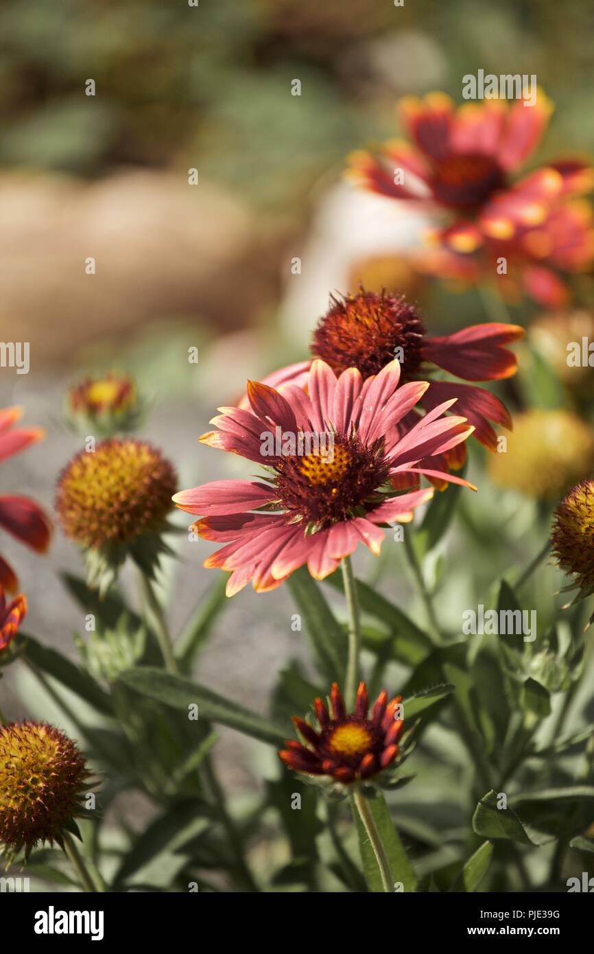 Diverses Fleurs photographie macro Close Up Banque D'Images