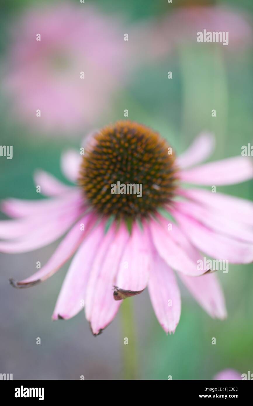 Diverses Fleurs photographie macro Close Up Banque D'Images