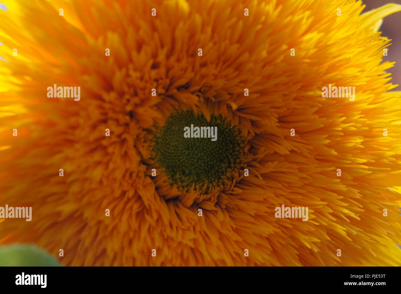 Ours en peluche TOURNESOL Helianthus annuus orange, TOURNESOL Helianthus annuus ours orange, Helianthus annuus Osito de peluche naranja, Sonnenblumen Banque D'Images