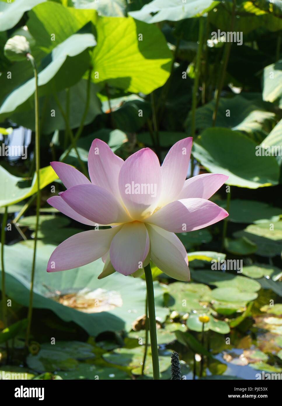 Gros plan de fleur rose de lotus nemumbo lucifera, lotus, lotus sacré indien, l'Inde, de haricot haricot égyptien, lotus, close-up d'un lotus rose lucifera Banque D'Images
