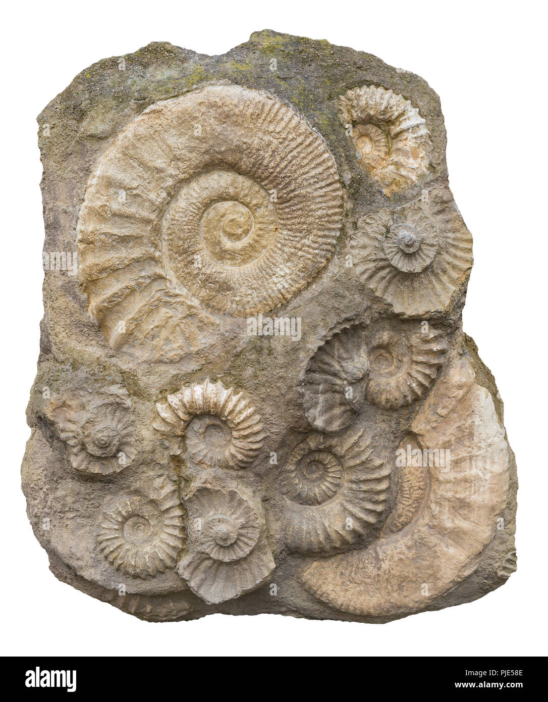 Formation rocheuse isolée comprenant de nombreux fossiles d'ammonites Banque D'Images