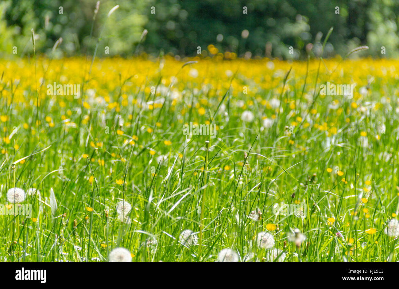 Sunny orée d'un bois dont une prairie fleurie au printemps Banque D'Images