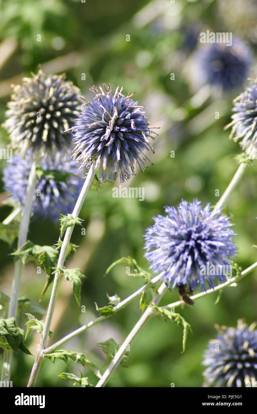 Gros plan d'une fleur de chardon bleue dans un jardin extraordinaire Asteraceae, close-up d'un chardon bleu fleur dans un jardin extraordinaire, Banque D'Images