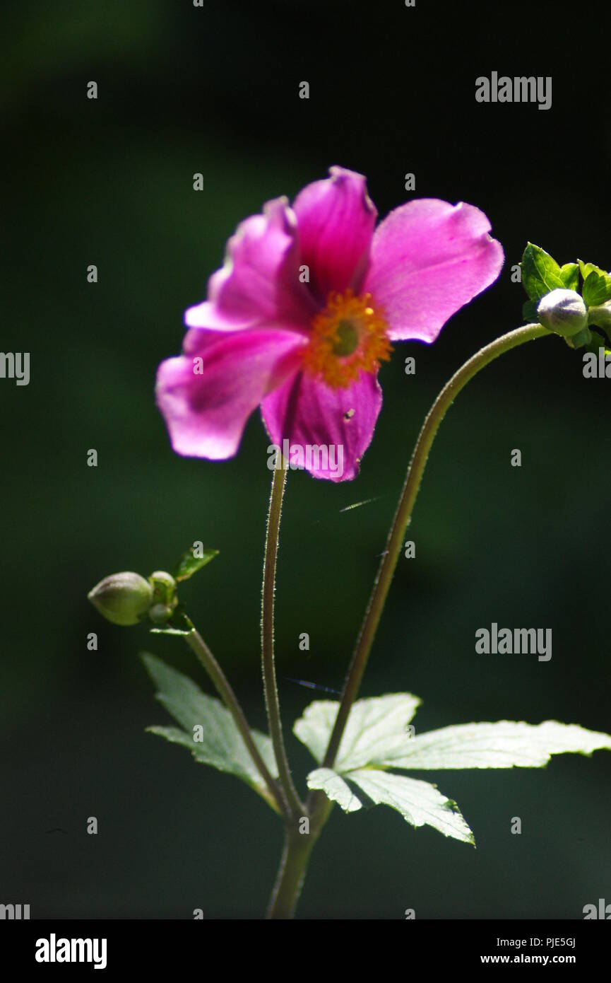 Macro de fleur de rose Cosmos bipinnatus asteraceae, close-up of pink flower Cosmos bipinnatus asteraceae, Kosmosblüte Bipinnatu Nahaufnahme der rosa Banque D'Images