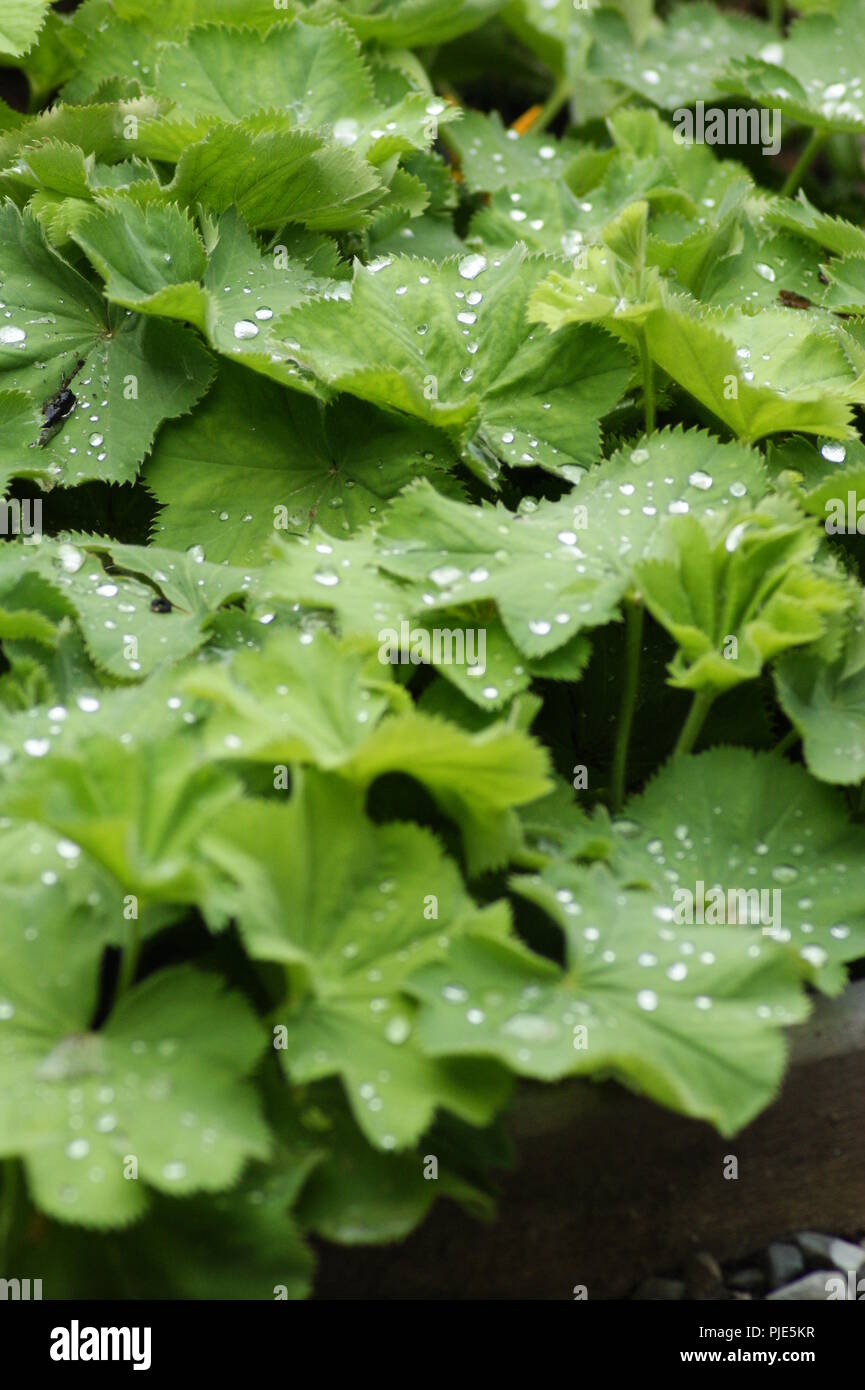 Gros plan de feuilles d'Alchemilla mollis la rosacée avec des gouttes d'eau, close-up de l'Alchemilla mollis rosacea feuilles avec des gouttes d'eau, Nahaufnah Banque D'Images