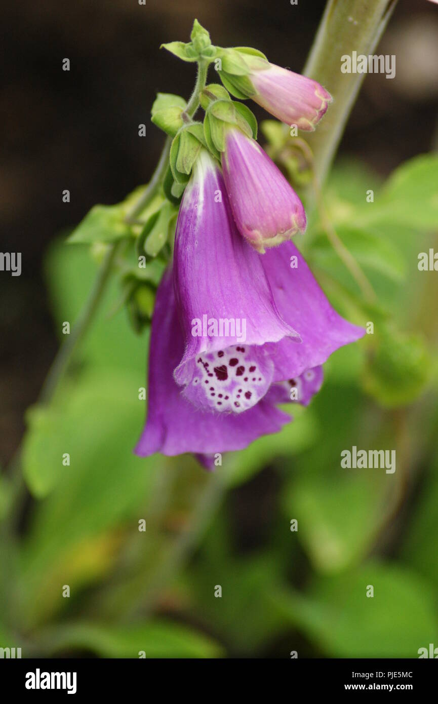 Gros plan d'une fleur de digitale rose digitalis purperea plantaginaceae, close-up of a rose fleurs digitalis digitalis purperea plantaginaceae, Nahau Banque D'Images