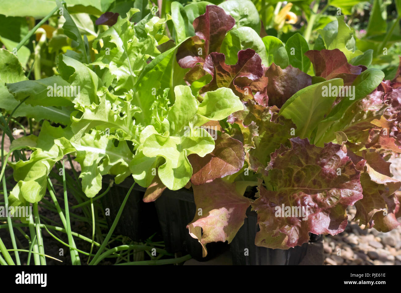 Gros plan sur les feuilles de laitue à salade mélangée qui poussent dans un récipient en pot en Angleterre d'été Royaume-Uni Grande-Bretagne Banque D'Images