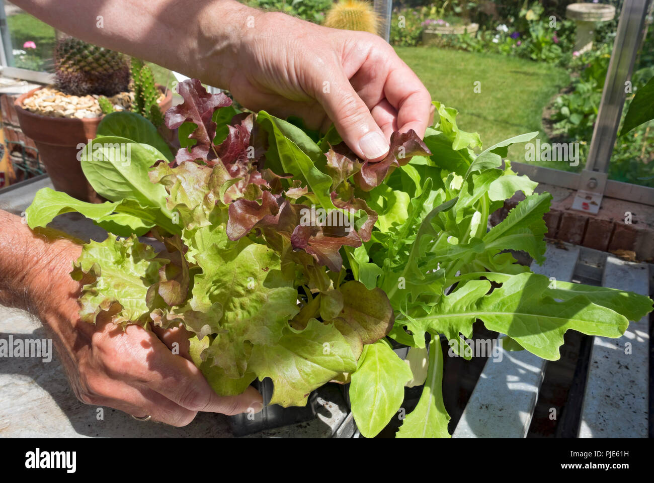 Gros plan de la personne de l'homme cueillant des feuilles de laitue mélangées à salade poussant dans une serre en été Angleterre Royaume-Uni GB Grande-Bretagne Banque D'Images