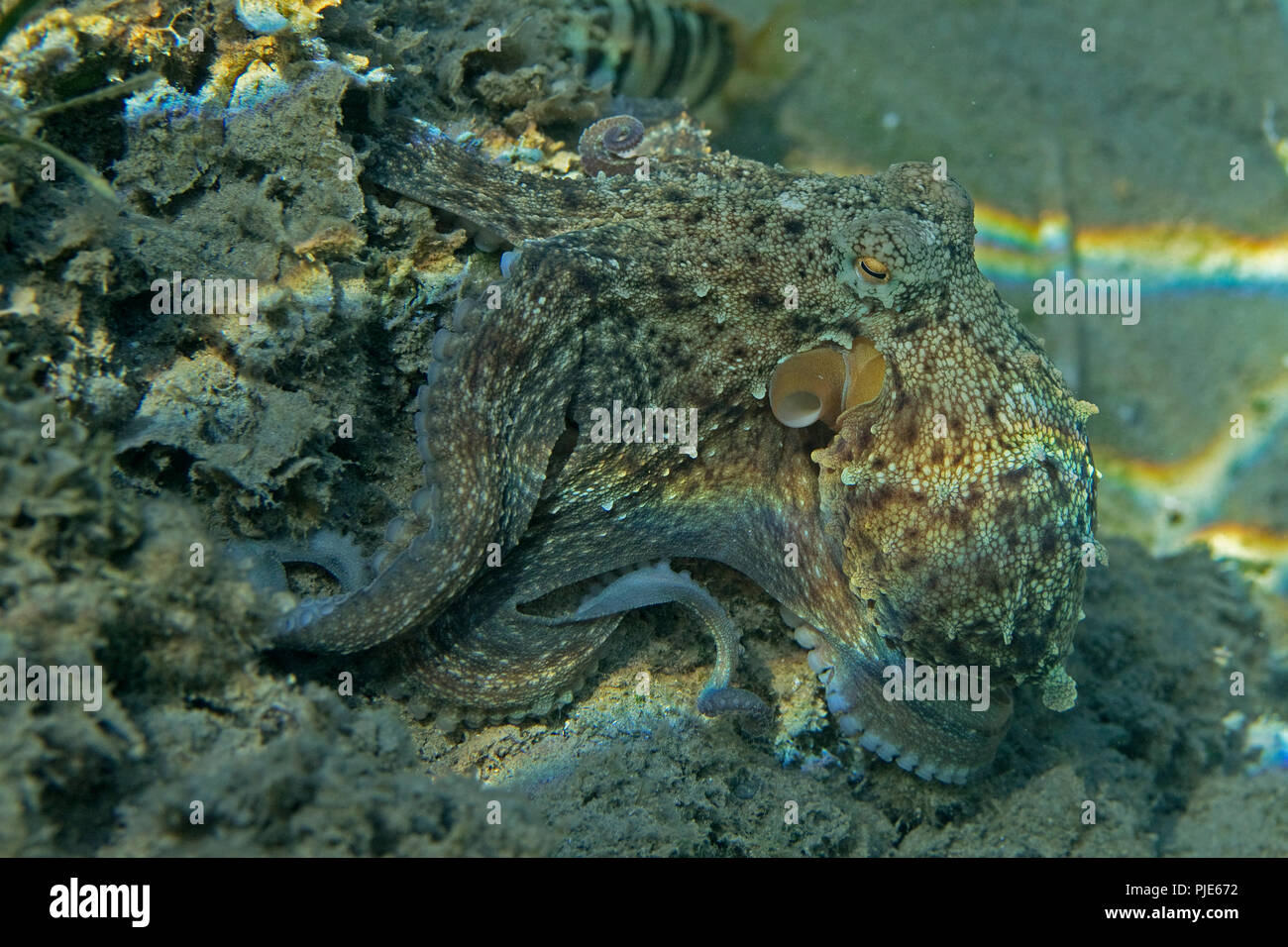 Poulpe commun (Octopus vulgaris) Banque D'Images