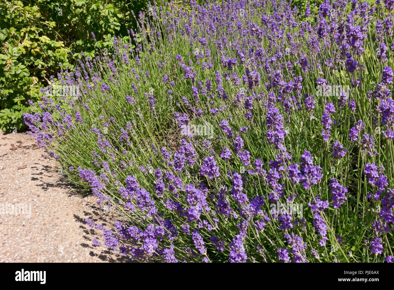 Gros plan des plantes de lavande anglaise fleurs violettes 'Munstead' fleuries en été Angleterre Royaume-Uni Royaume-Uni Grande-Bretagne Banque D'Images