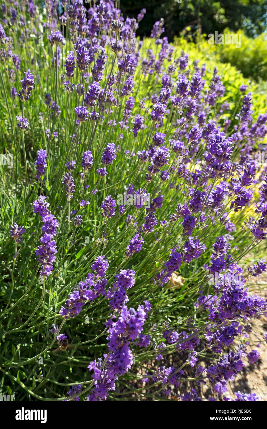 Gros plan des plantes de lavande anglaise fleurs violettes 'Munstead' fleuries en été Angleterre Royaume-Uni Royaume-Uni Grande-Bretagne Banque D'Images