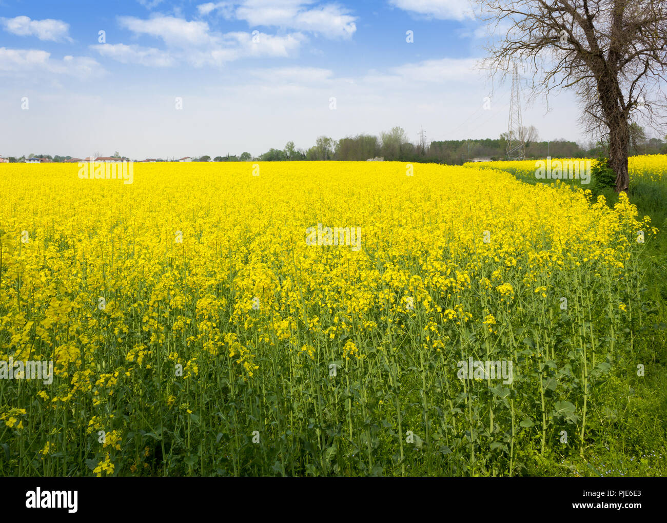 Domaine de fleurs de colza jaune sous un ciel bleu Banque D'Images