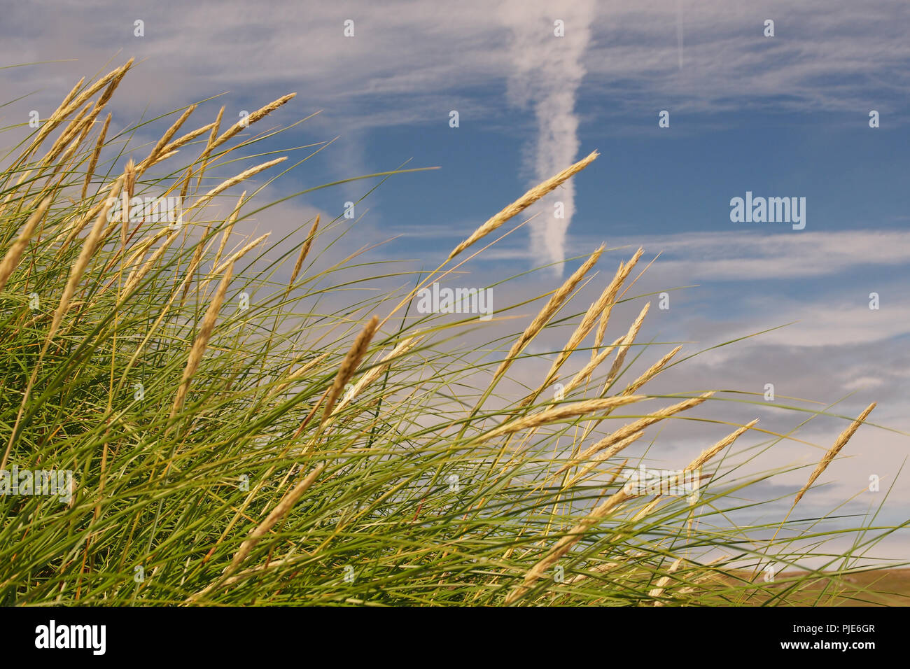 Une vue de la plage de Achnahaird à regarder vers le ciel avec sentiers avion contre un ciel bleu et nuages de lumière avec roseaux en premier plan Banque D'Images