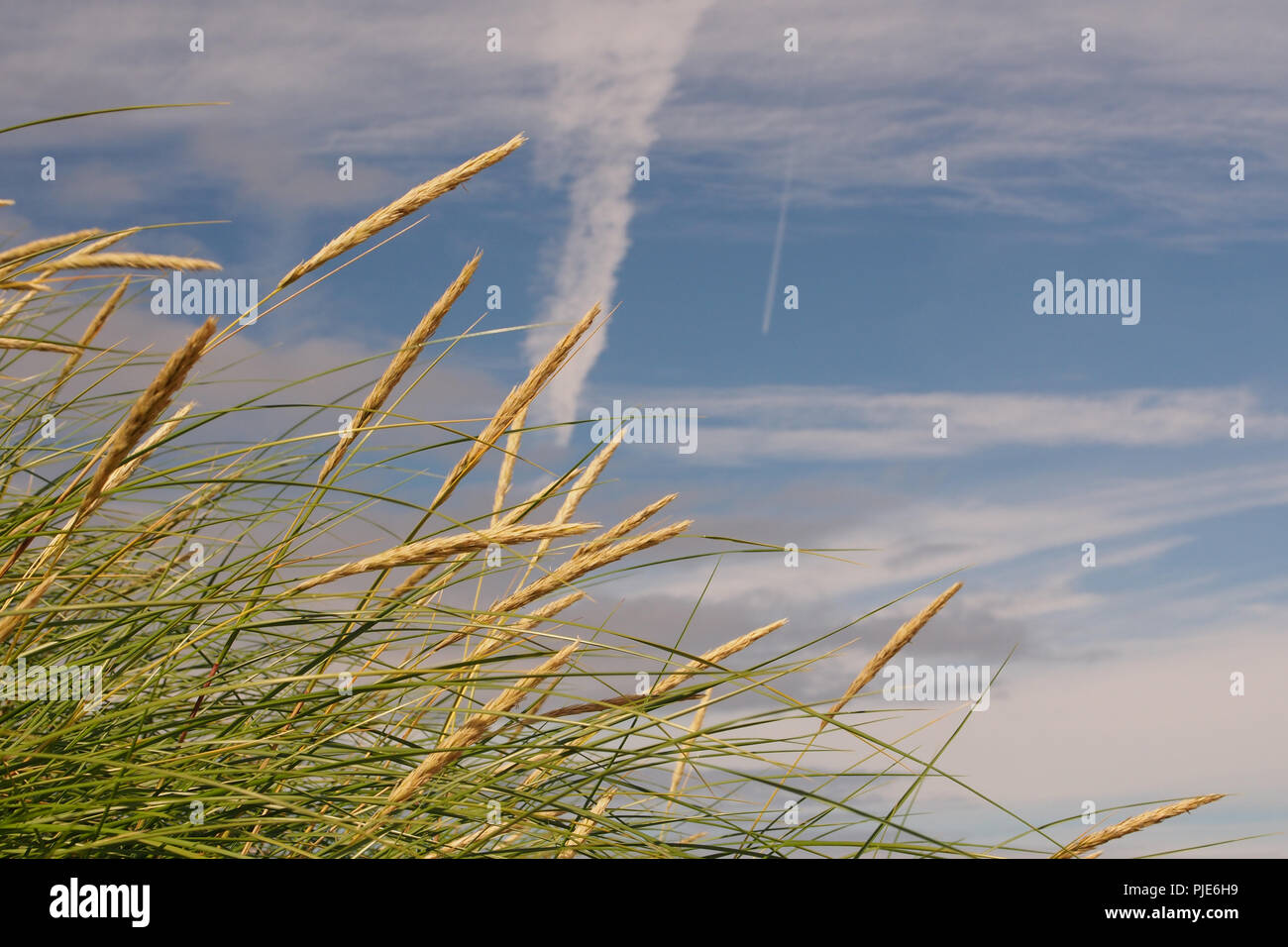 Une vue de la plage de Achnahaird à regarder vers le ciel avec sentiers avion contre un ciel bleu et nuages de lumière avec roseaux en premier plan Banque D'Images