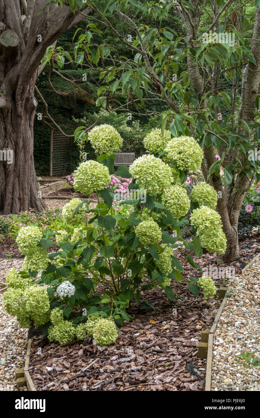 Les grandes fleurs de l'hortensia Annabelle forte tour un vert pâle qu'ils passent à l'automne. Banque D'Images