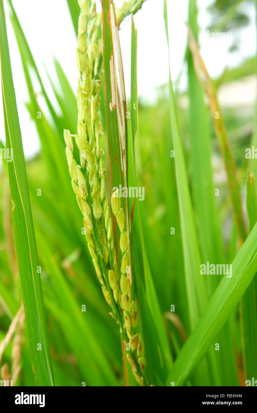 plant de riz Banque D'Images