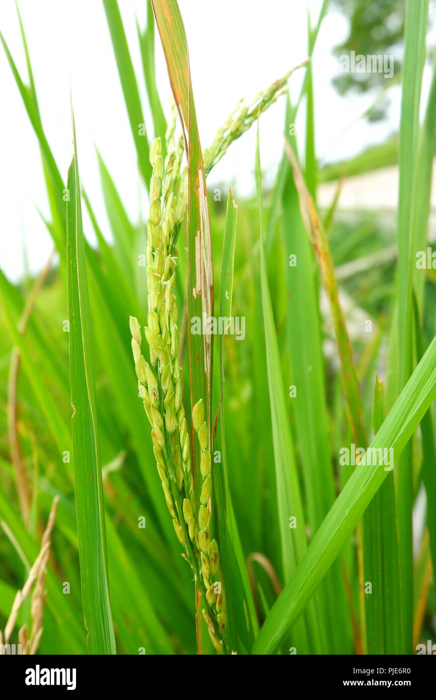 plant de riz Banque D'Images