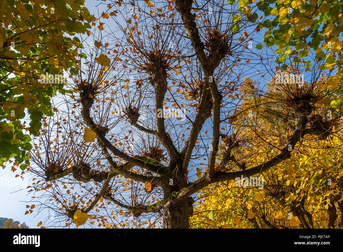 Low angle shot d'un tilleul (Tilia) avec boutons à la fin de ses grosses branches dans un parc dans la ville Bad Karlshafen, Allemagne. Il a perdu près de... Banque D'Images