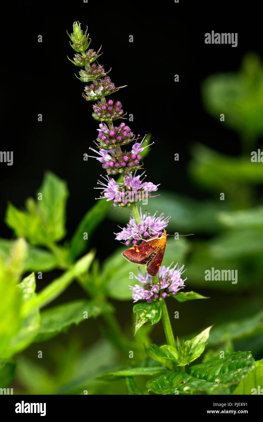 La menthe (Pyrausta aurata) sur une fleur de menthe Banque D'Images