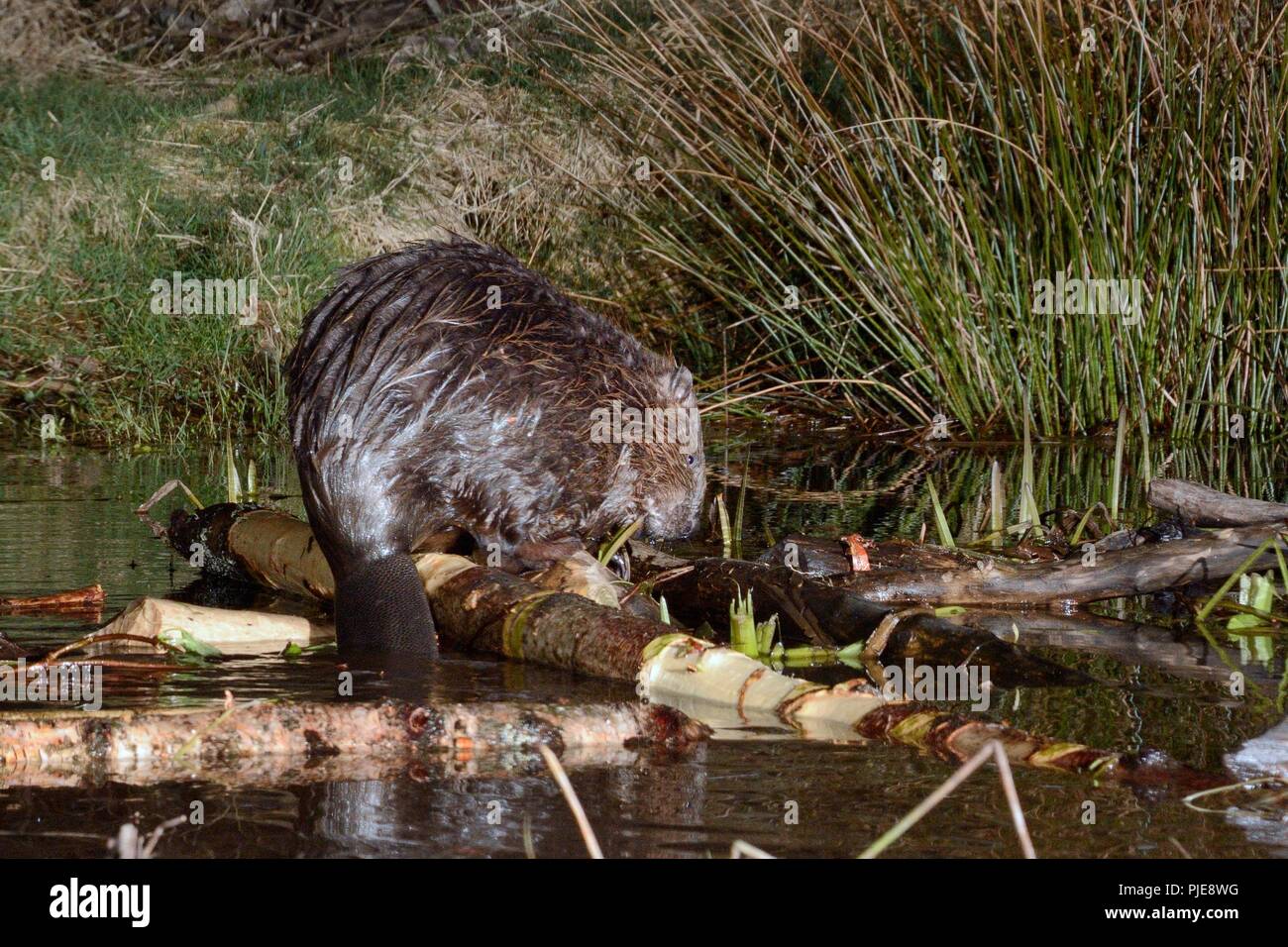 Le castor d'Eurasie (Castor fiber) Comité permanent sur les branches il a réduit à une station d'alimentation au bord de son étang la nuit, Tayside, Perthshire, en Écosse. Banque D'Images