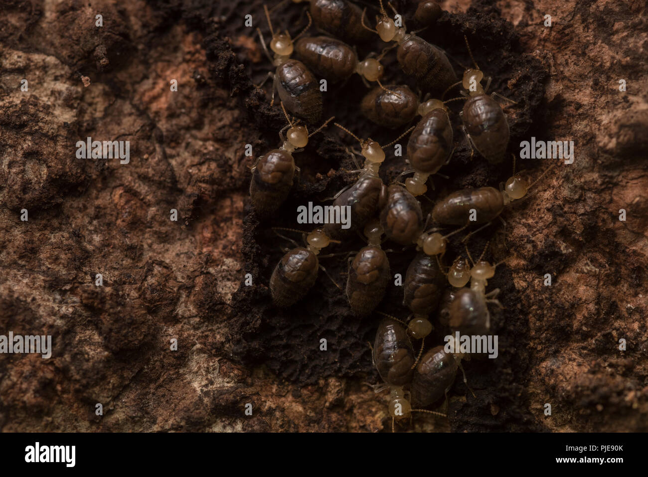Les termites mangent l'écorce d'un arbre à Madre de Dios Département dans le sud du Pérou. Banque D'Images