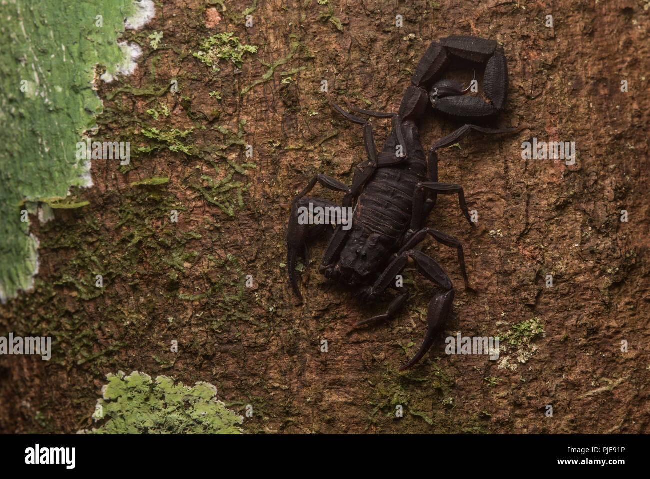 Une espèce de scorpion dans le genre Tityus grimpe dans un arbre. Ce genre comprend plusieurs espèces venimeuses dangereusement. Banque D'Images