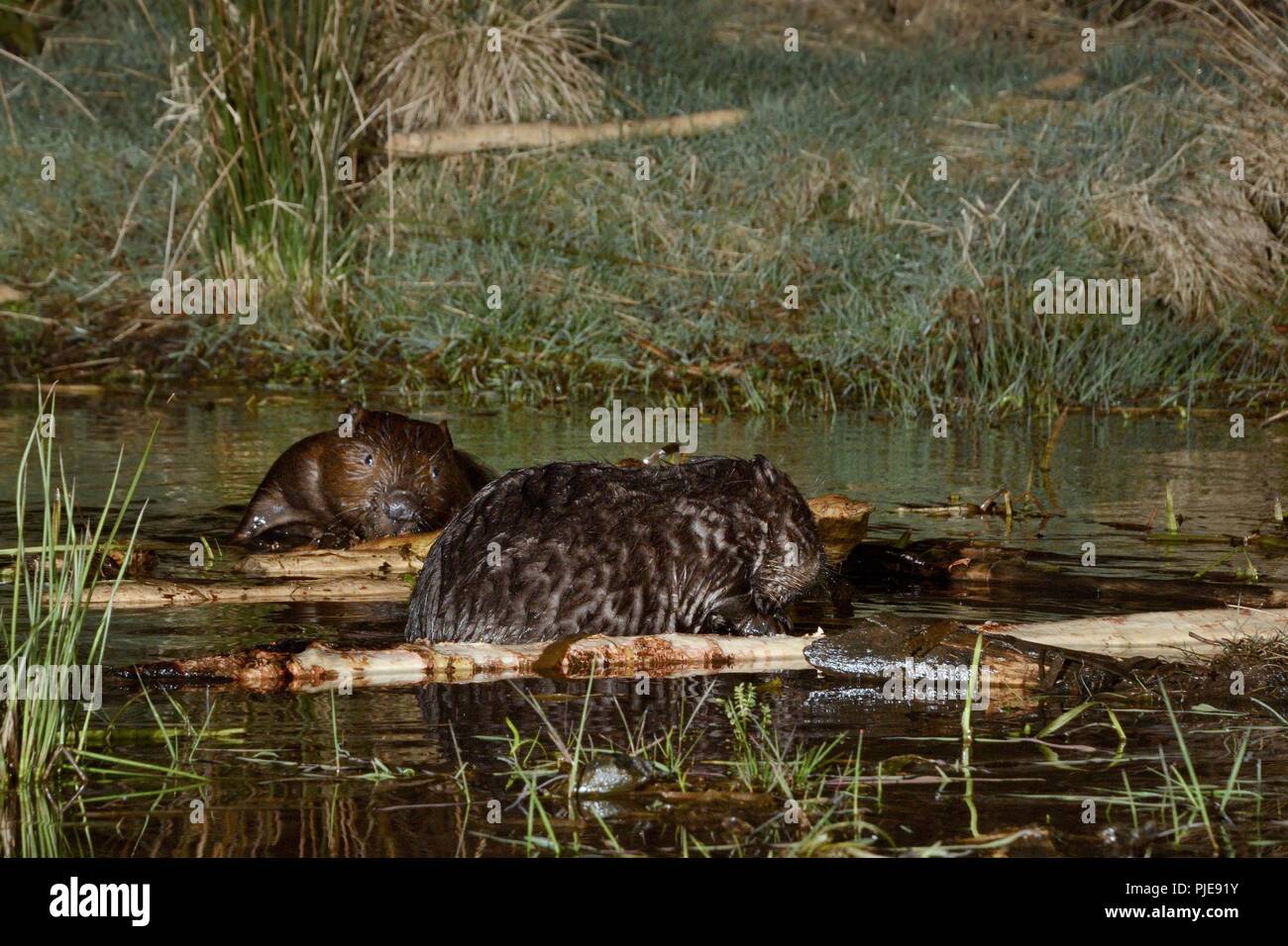 Deux d'eurasie castor (Castor fiber) rongeant l'écorce de branches qu'ils ont coupé à une station d'alimentation au bord de leur étang la nuit, Tayside, en Écosse. Banque D'Images