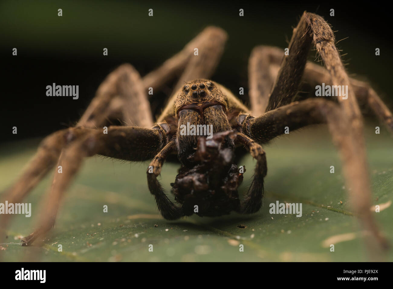 Une araignée huntsman (famille des Ctenidae) de manger des proies malheureuses dans la jungle péruvienne. Banque D'Images