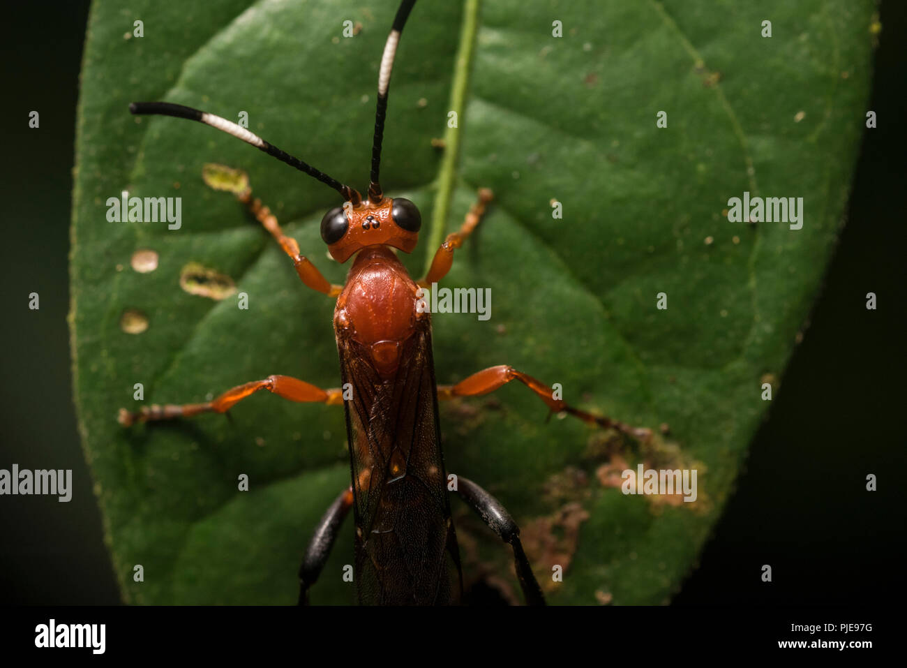 Une petite guêpe rouge à partir de la jungle amazonienne dans le sud du Pérou. Banque D'Images