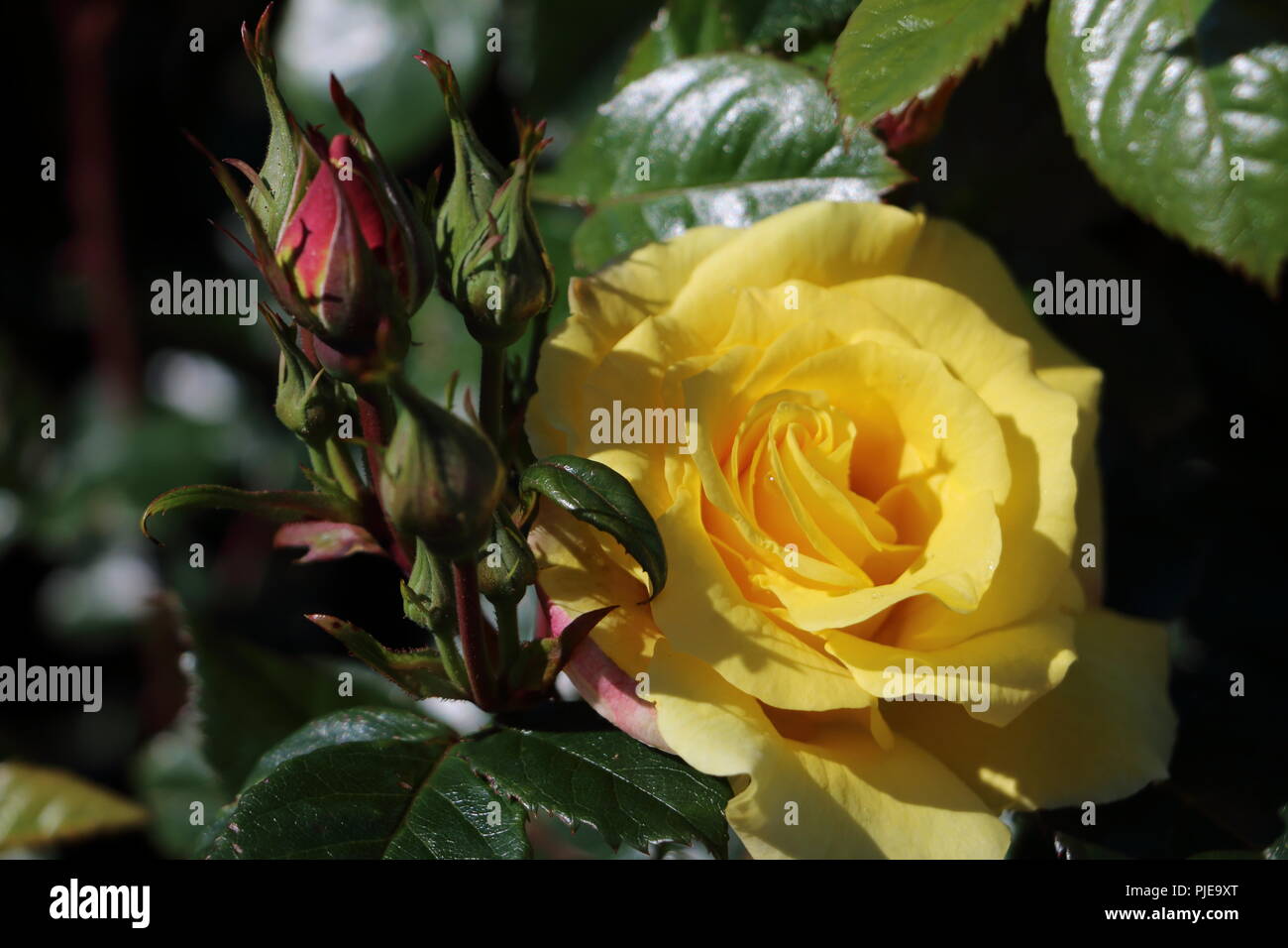 Belle rose jaune et vert foncé feuilles., photo prise à Alesund en Norvège Banque D'Images