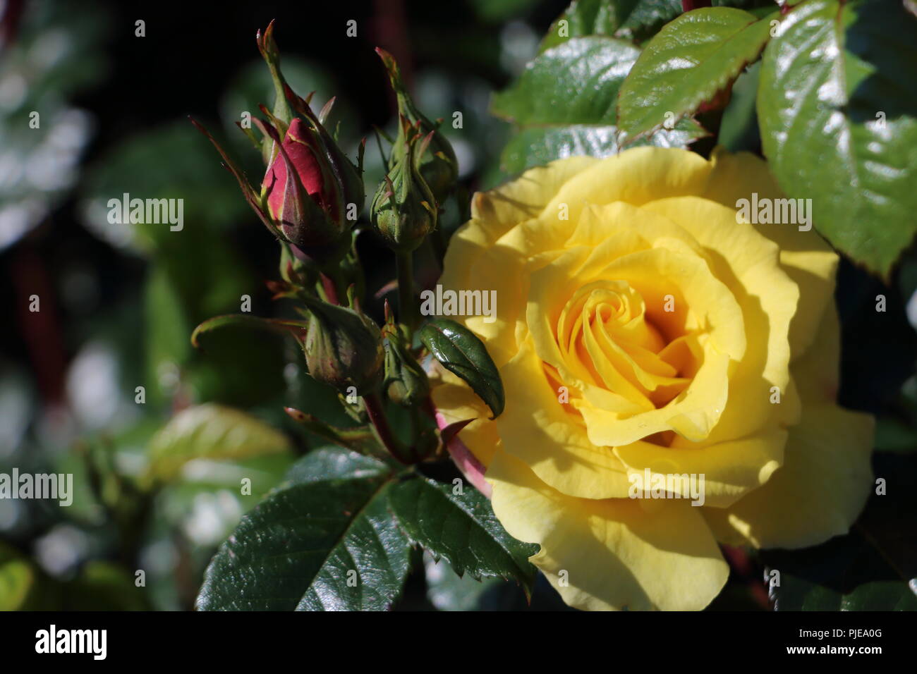 Belle rose jaune et vert foncé feuilles., photo prise à Alesund en Norvège Banque D'Images