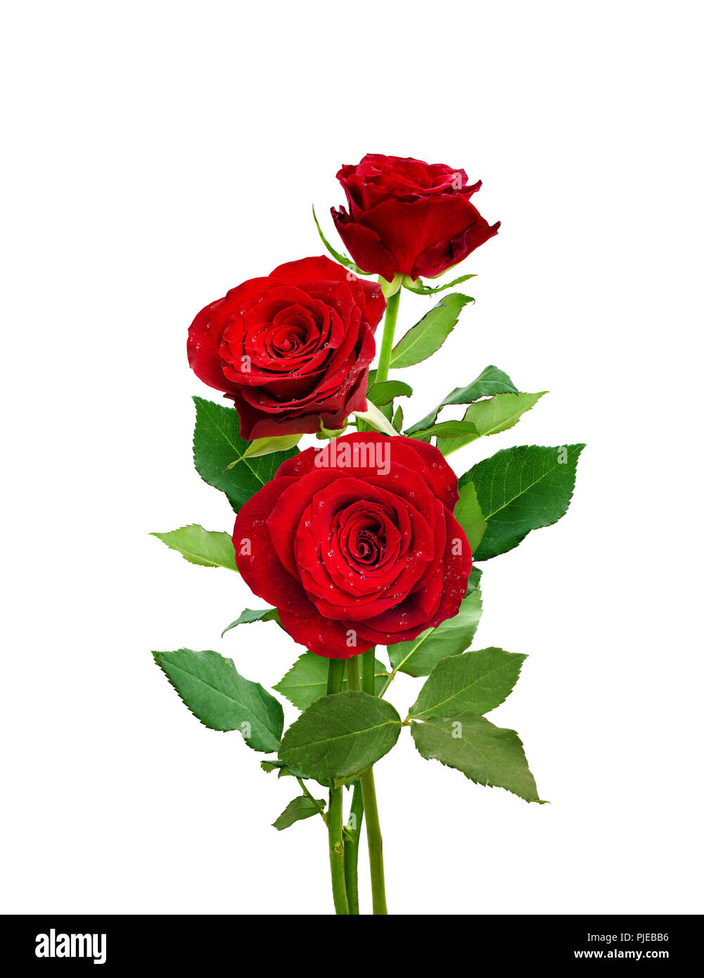 Bouquet De Roses Rouges Isolé Sur Blanc Fleurs Romantiques