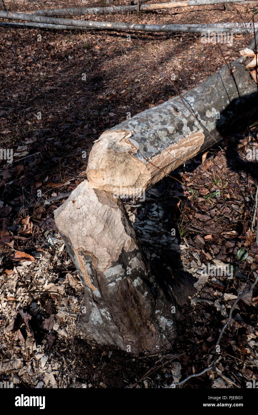 Arbre coupé par les castors, Fairfax, Virginie Banque D'Images