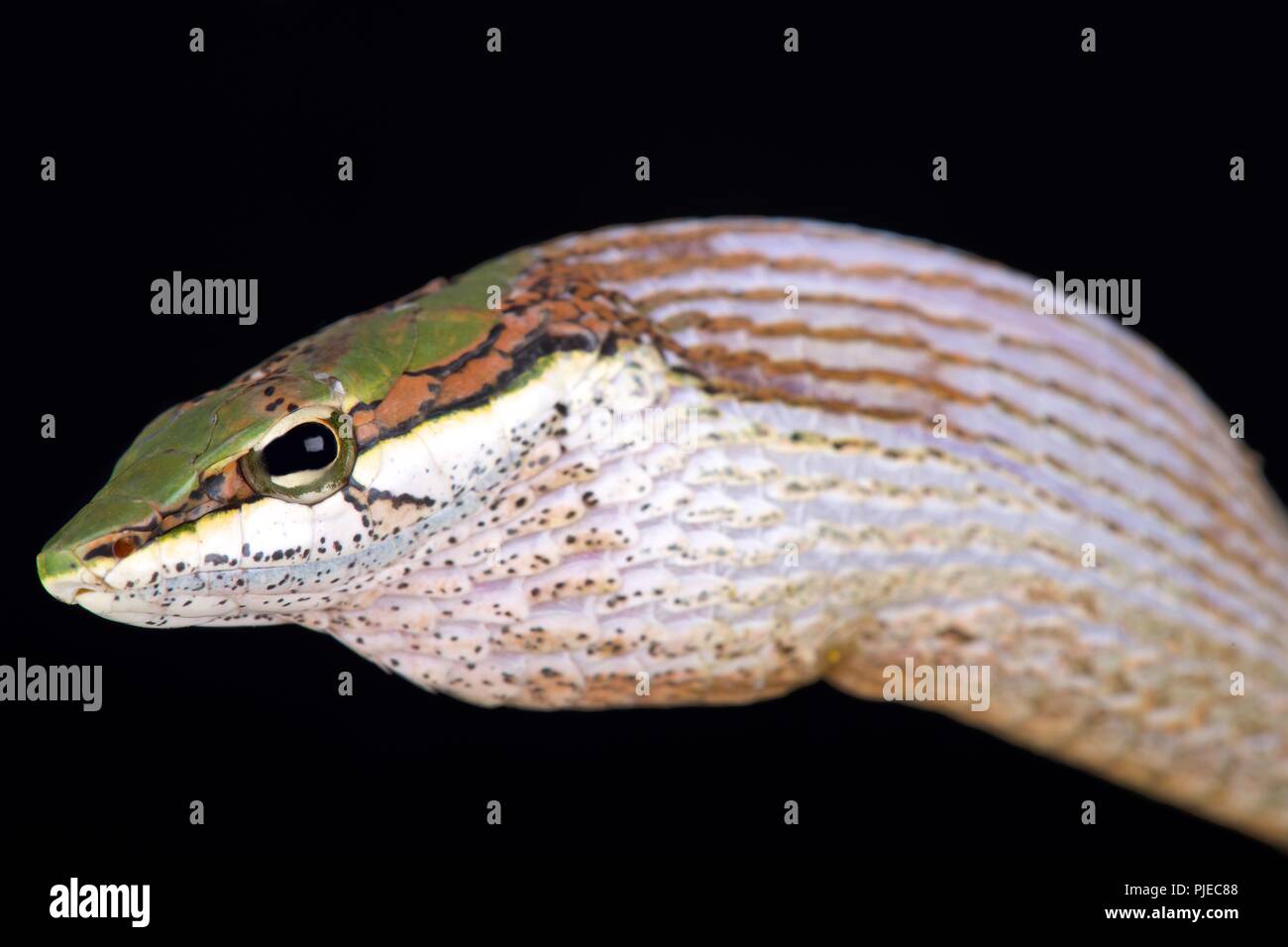 La savane vine snake (Thelotornis capensis) est un arrière-fanged venimeux serpent venimeux que l'on trouve dans le sud de l'Afrique. Banque D'Images