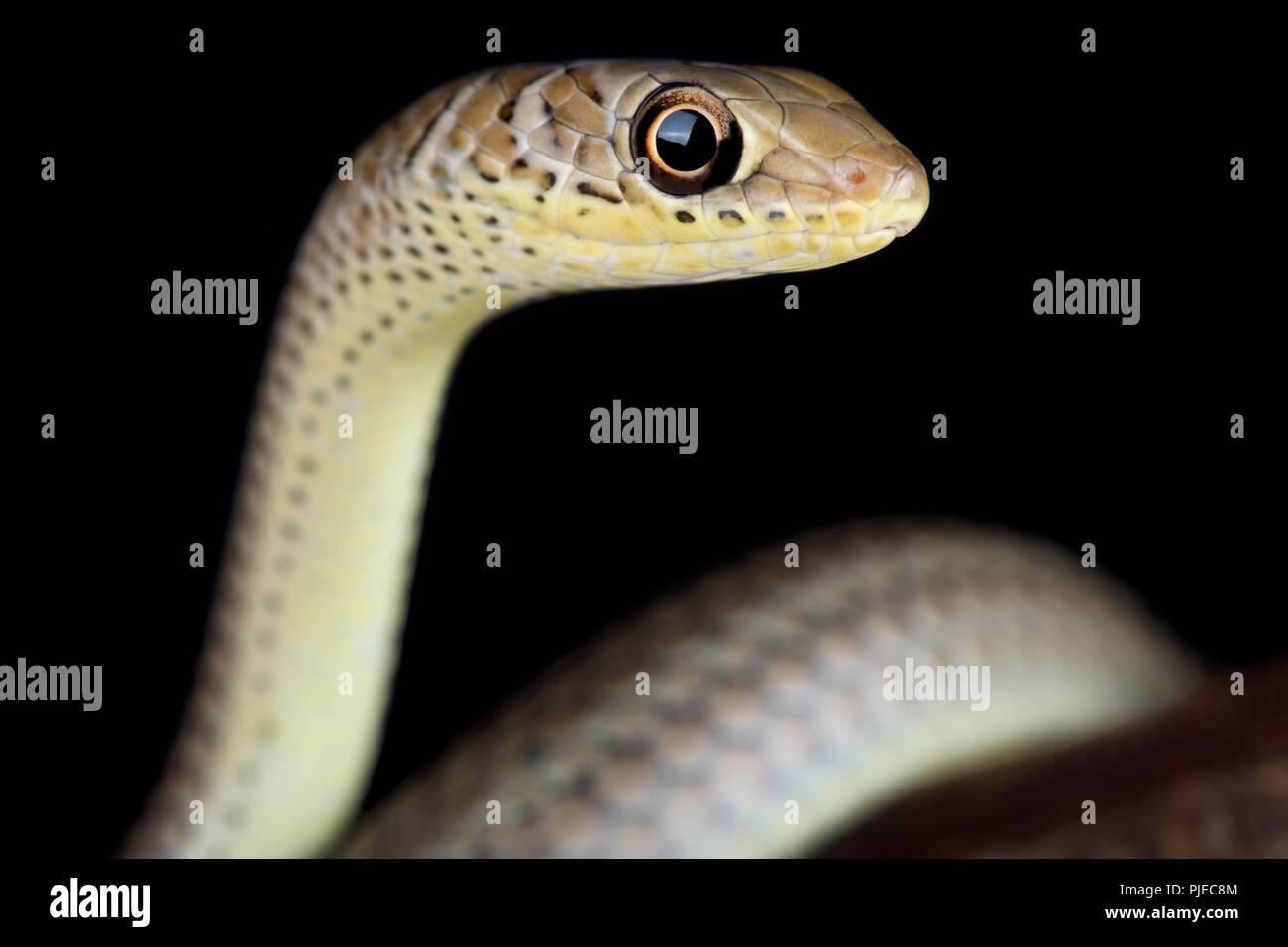 Le court-snouted grass snake (Psammophis brevirostris) est un déplacement rapide, diurne et légèrement serpent venimeux que l'on trouve dans le sud de l'Afrique. Banque D'Images