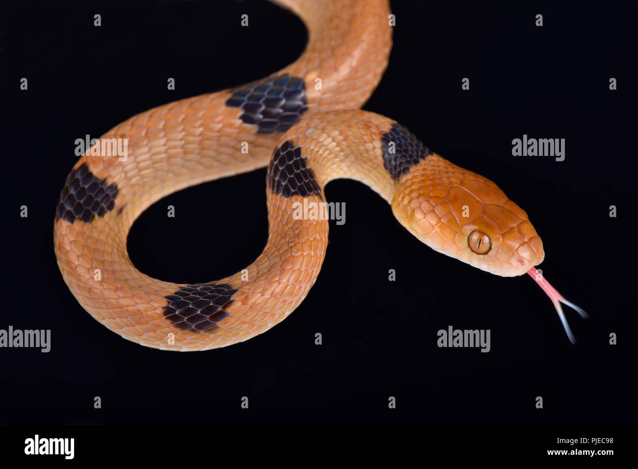 Le tiger snake (semiannulatus Telescopus) est un serpent venimeux fanged espèces présentes en Afrique. Banque D'Images