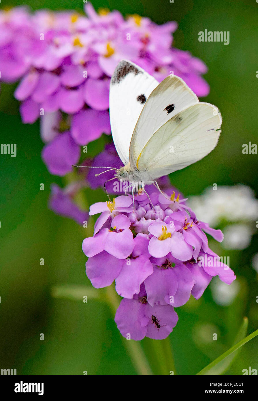 Grand papillon blanc du Sud, homme de géraniums (Fleurs) Banque D'Images