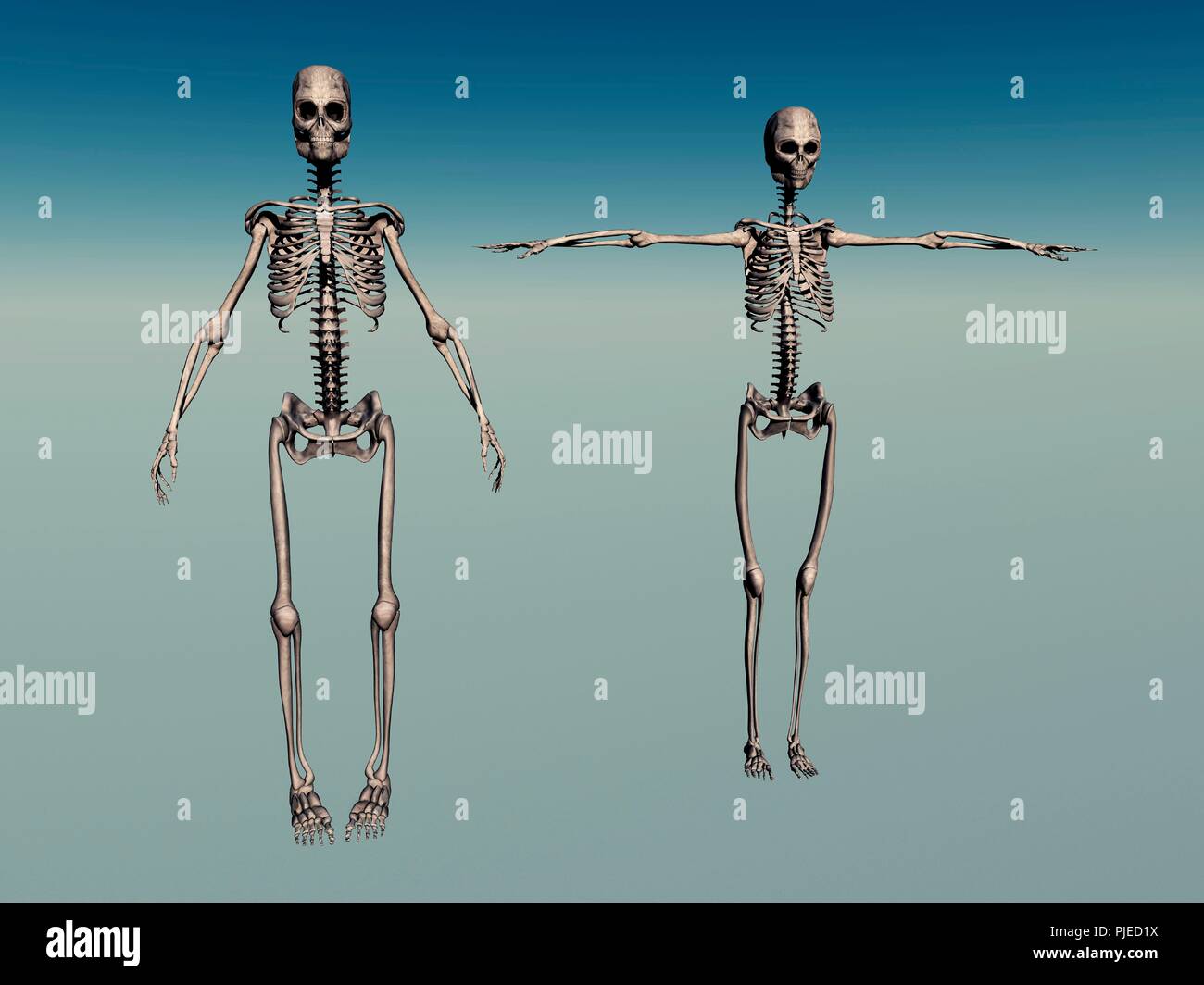 Des squelettes humains mâles et femelles Banque D'Images