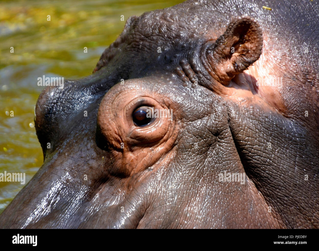Dans le lac d'hippopotame Banque D'Images