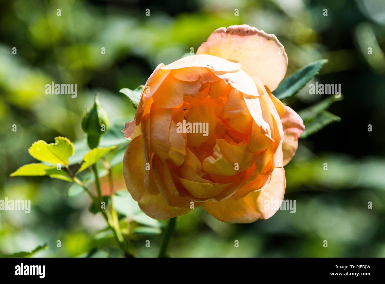 La fleur d'une dame de Shalott rose Banque D'Images