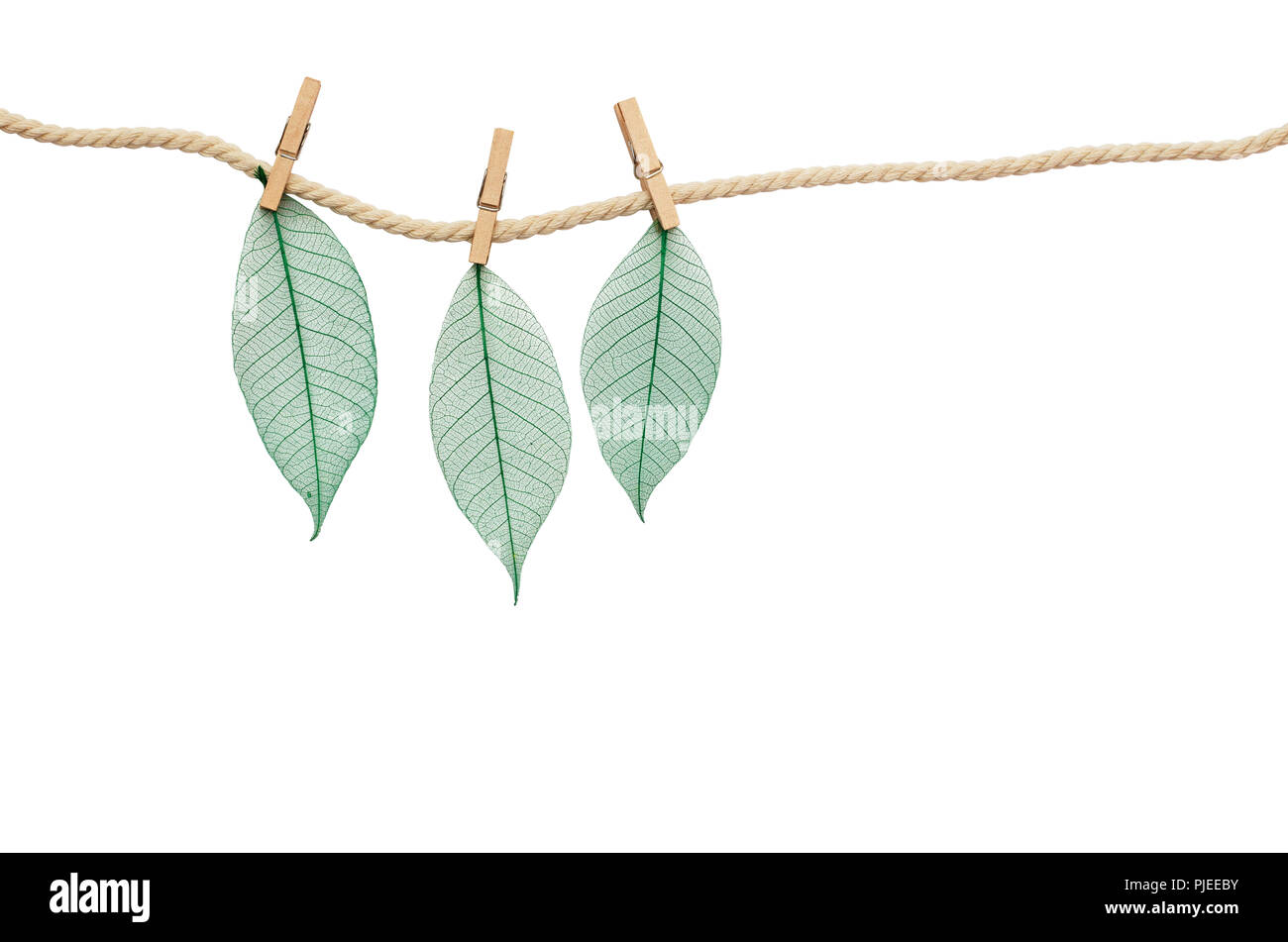 Trois feuilles vertes de squelette accroché sur corde à linge en bois isolé sur fond blanc Banque D'Images