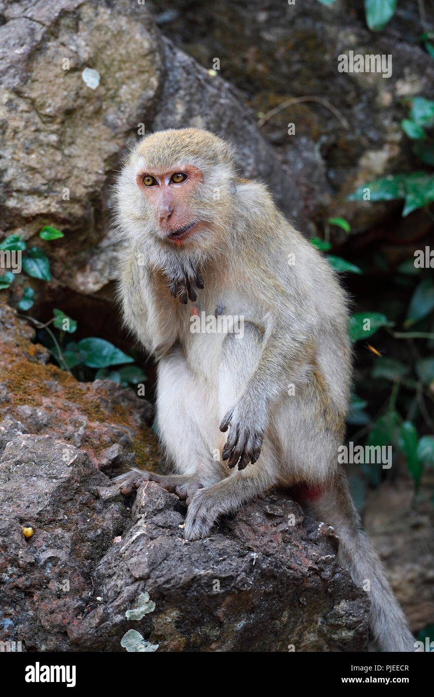 Langschwanzmakak ou mangeur de crabe (Macaca fascicularis), Thaïlande, Phang Nga, Langschwanzmakak Krabbenesser oder (Macaca fascicularis) Banque D'Images