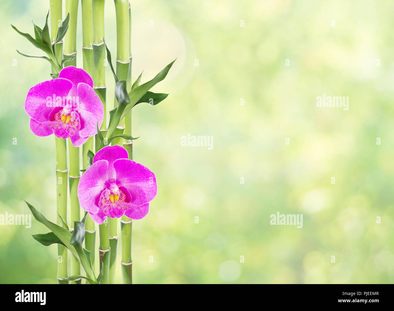 Plusieurs tiges de Lucky Bamboo (Dracaena Sanderiana) avec des feuilles vertes et deux fleurs orchidée rose sur fond vert, naturel, avec l'espace de copie Banque D'Images