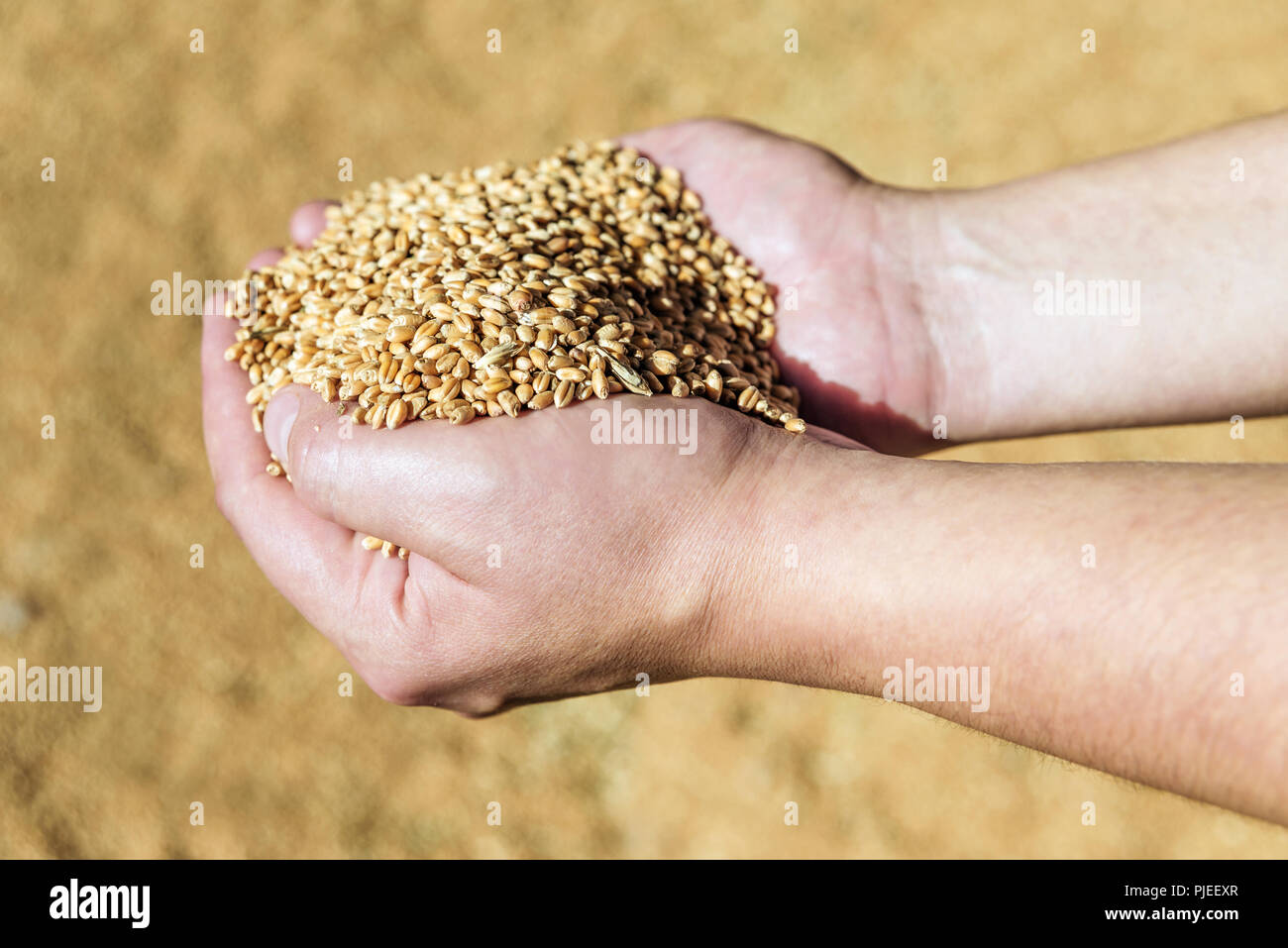 Men's hands holding un tas de grains de blé mûrs sur fond de grain renversé Banque D'Images