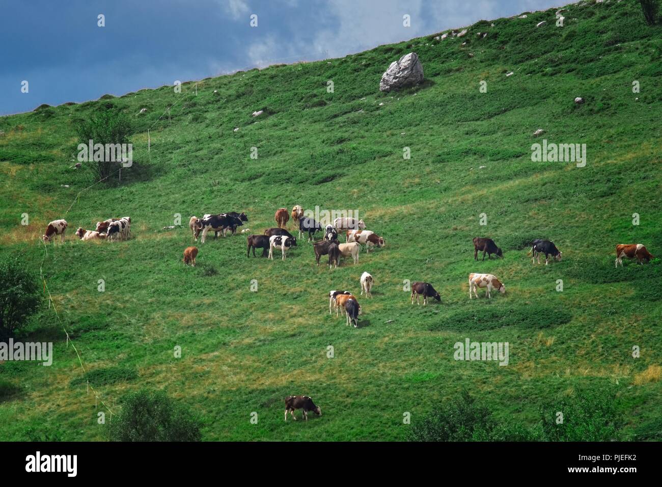 Les vaches de pâturage dans les montagnes des Alpes, l'Italie. La montagne verte Banque D'Images