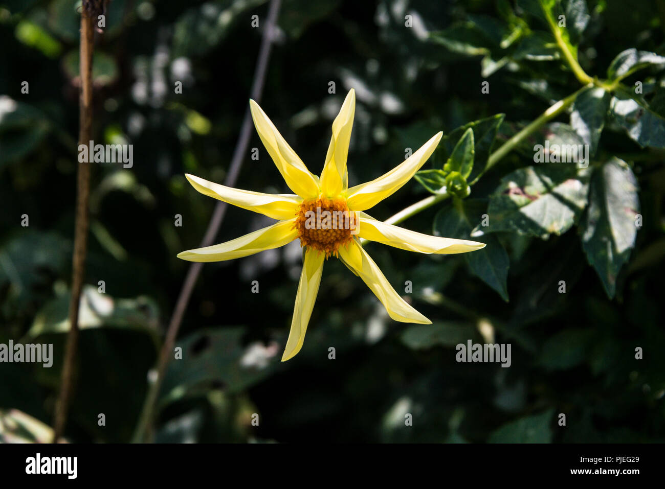 Un Dahlia Honka 'Yellow' Banque D'Images