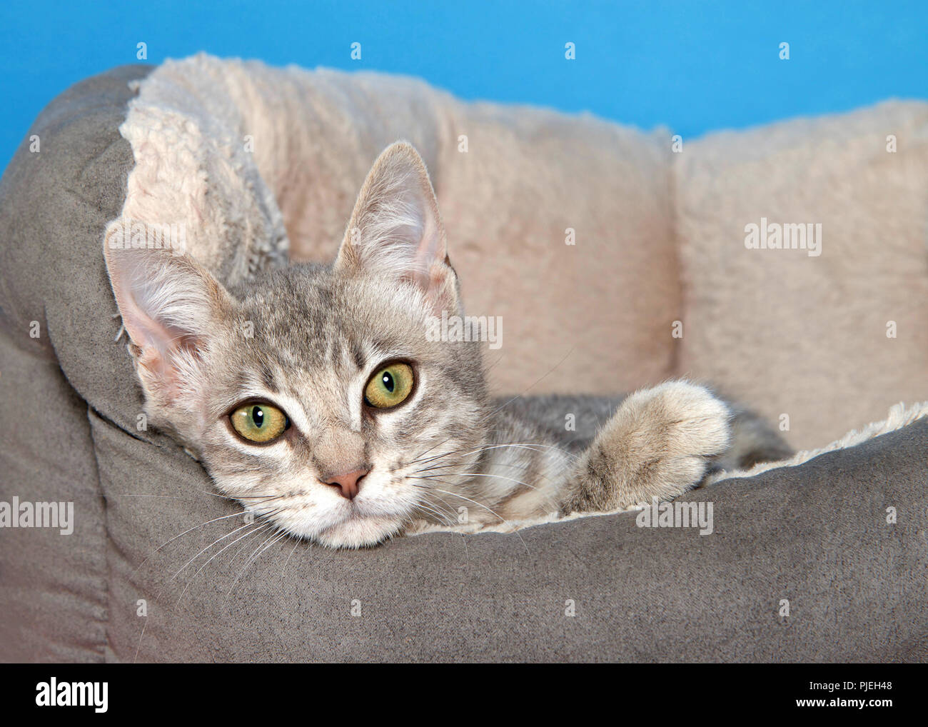 Portrait d'un adorable chaton tabby dans un lit de pose à directement à l'afficheur, fond bleu Banque D'Images