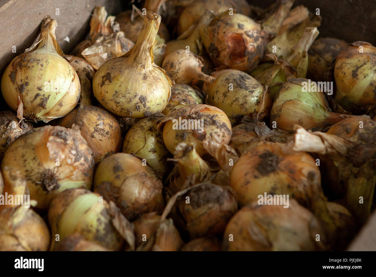 La récolte d'oignons, de couleur or. Séché au soleil. Le grand plan. Banque D'Images
